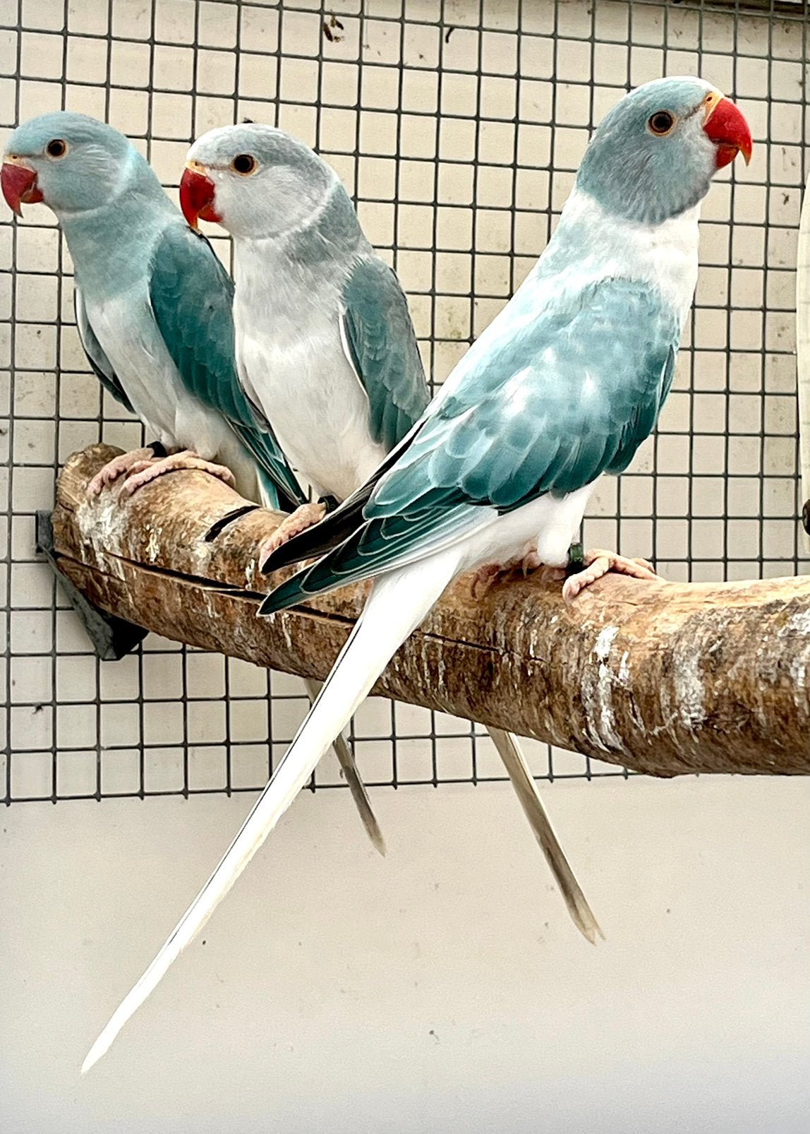 Halsbanden Opaline bleekstaart en bleekstaart split opaline, Dieren en Toebehoren, Meerdere dieren, Parkiet