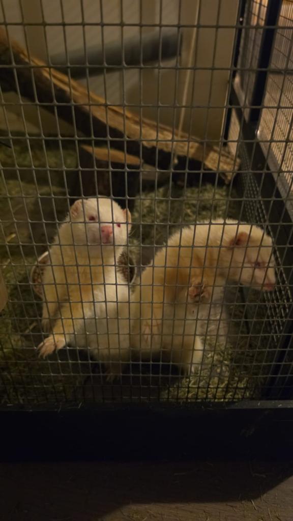 2 fretten mannetjes broers, November, Mannelijk