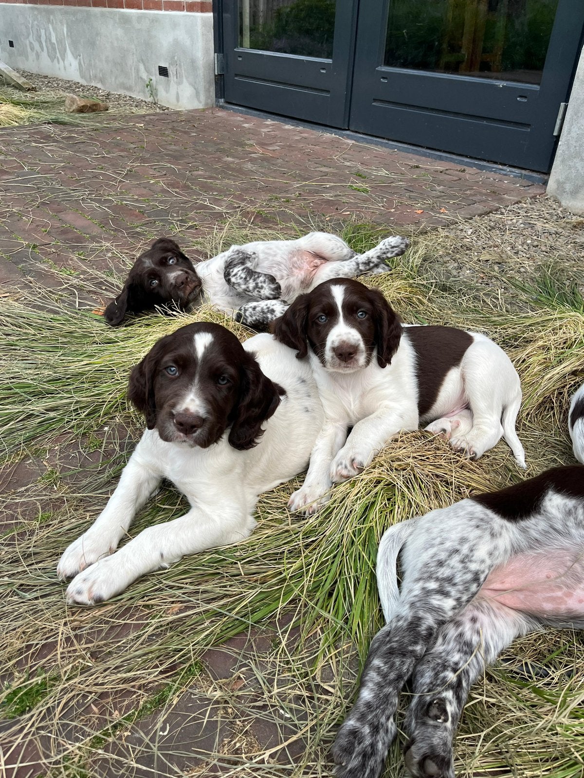 Heidewachtel pups, Dieren en Toebehoren, Honden | Setters en Staande honden, Parvo, Overige rassen, 8 tot 15 weken, Meerdere