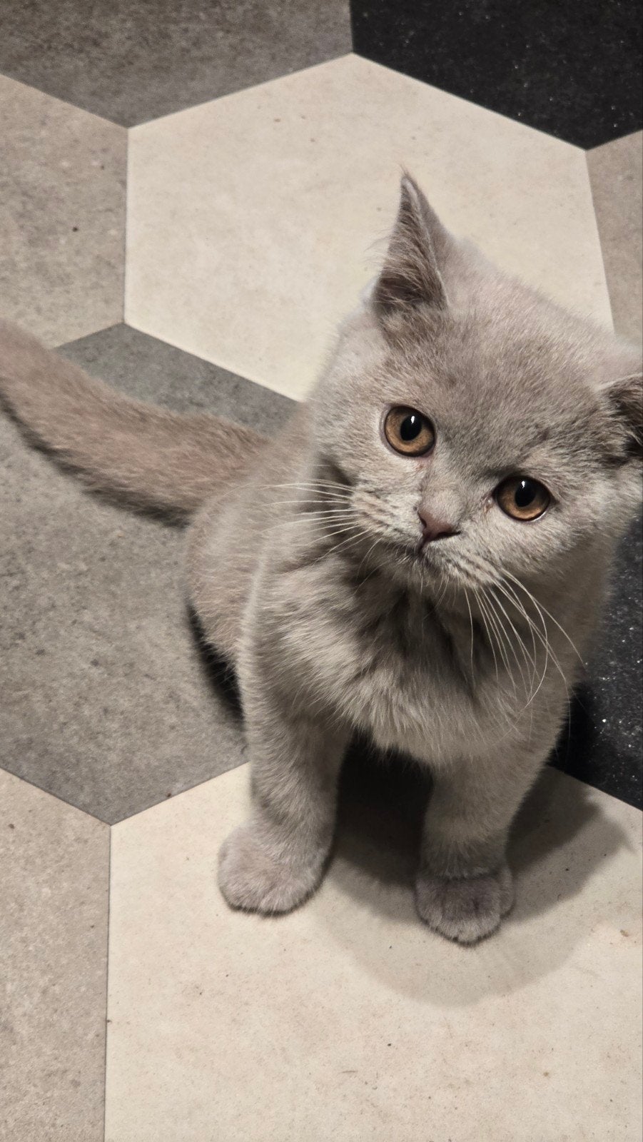 Wij mogen verhuizen! Prachtige kittens met stamboom, Meerdere dieren, Met stamboom, 0 tot 2 jaar