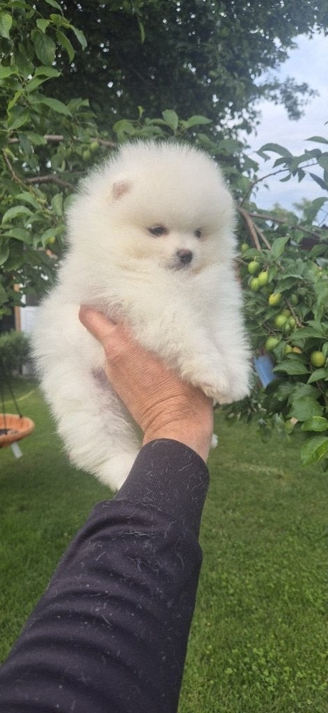 Pomeriaan pup, Particulier, Keeshond, 8 tot 15 weken, Buitenland