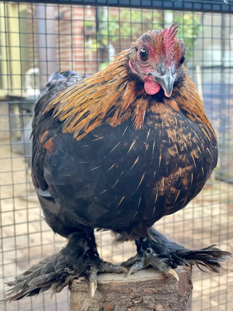 Haantje mix, Dieren en Toebehoren, Mannelijk, Kip