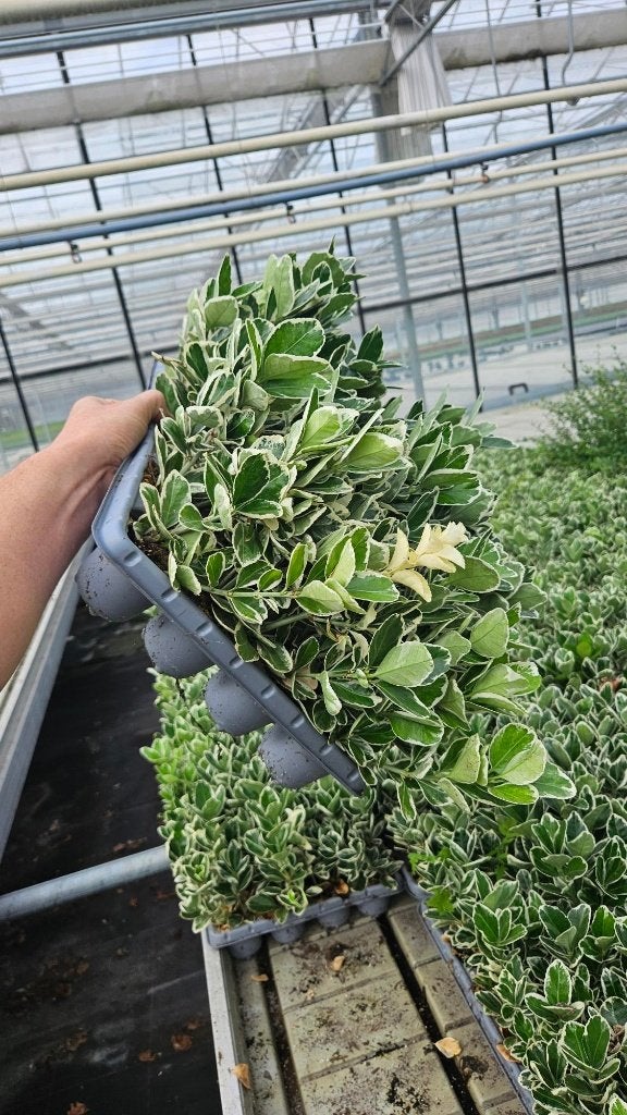 Euonymus witbont in tray - Spotgoedkoop tray van 28, Tuin en Terras, Ophalen of Verzenden, Vaste plant, Overige soorten, Volle zon