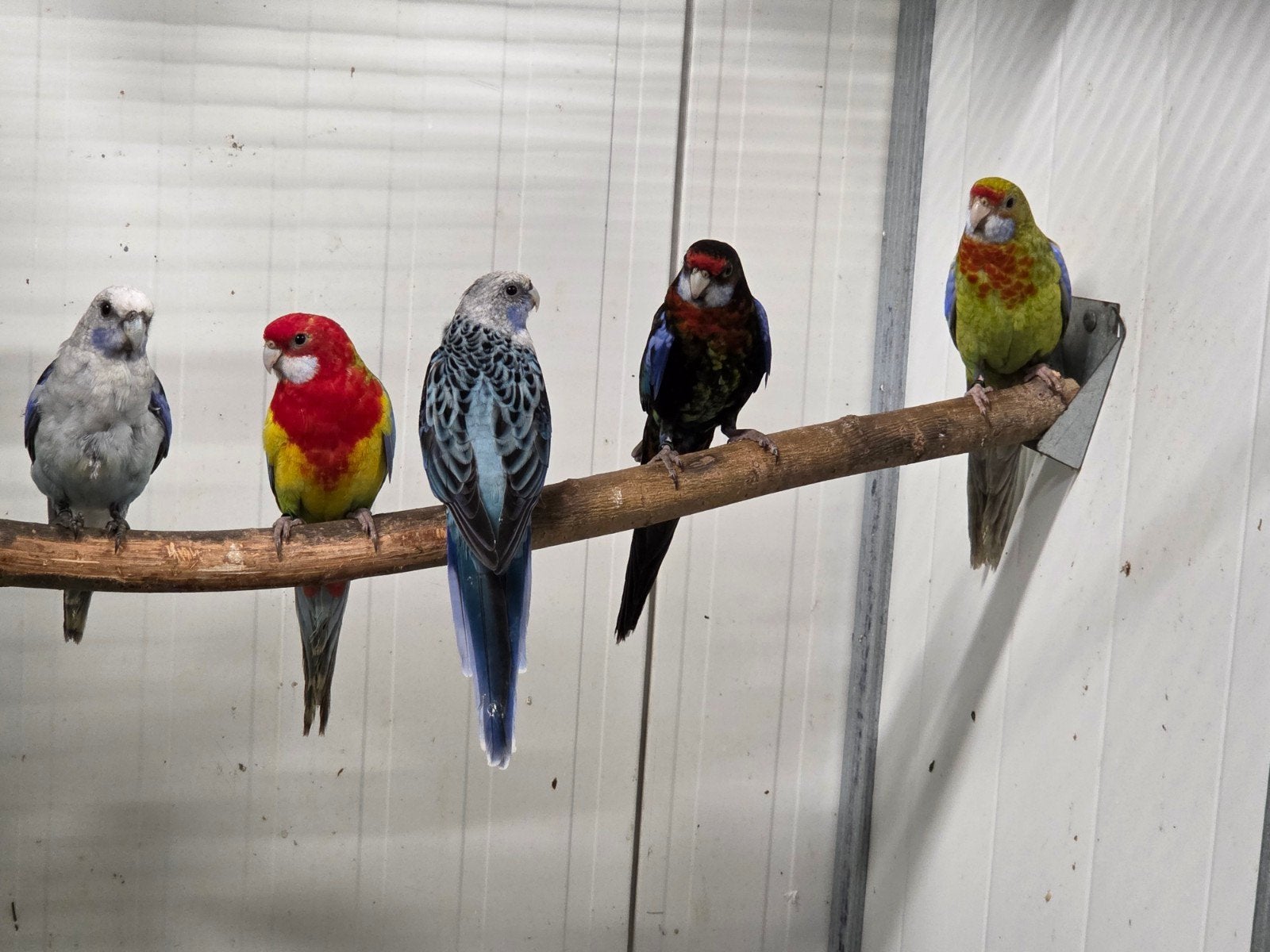 Rosella mutaties, Dieren en Toebehoren