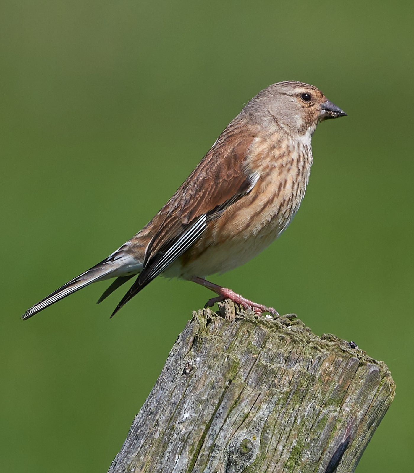 Kneu pop, Vrouwelijk