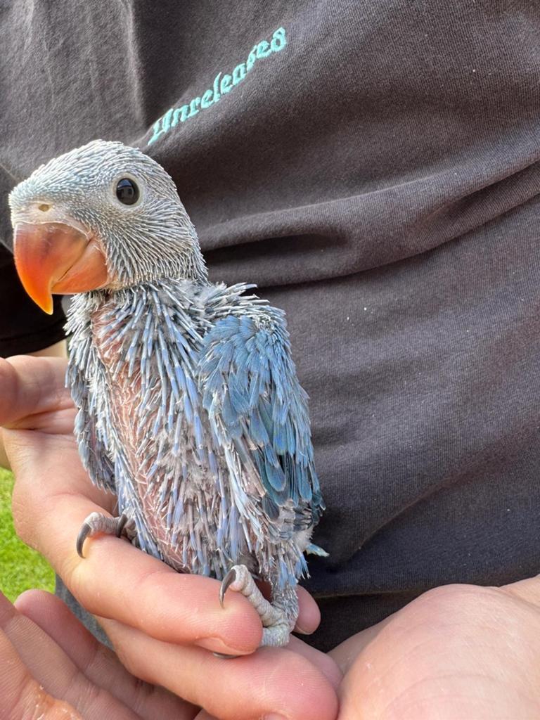 Handtamme halsbandparkieten, Dieren en Toebehoren, Meerdere dieren, Parkiet, Tam