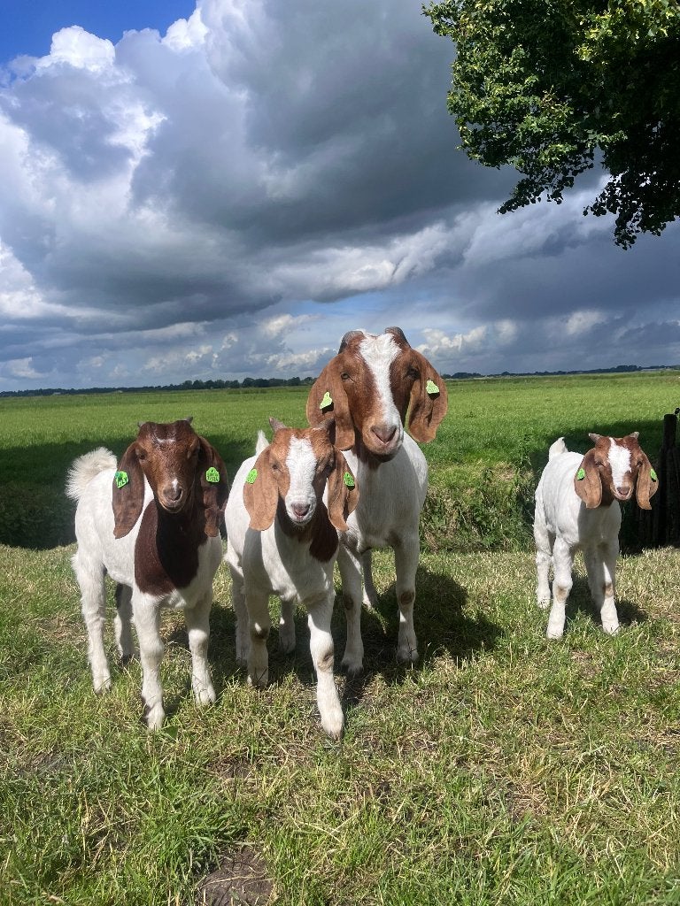 Stamboek boergeit bokjes CL en CAE vrij, Mannelijk, Geit, 0 tot 2 jaar