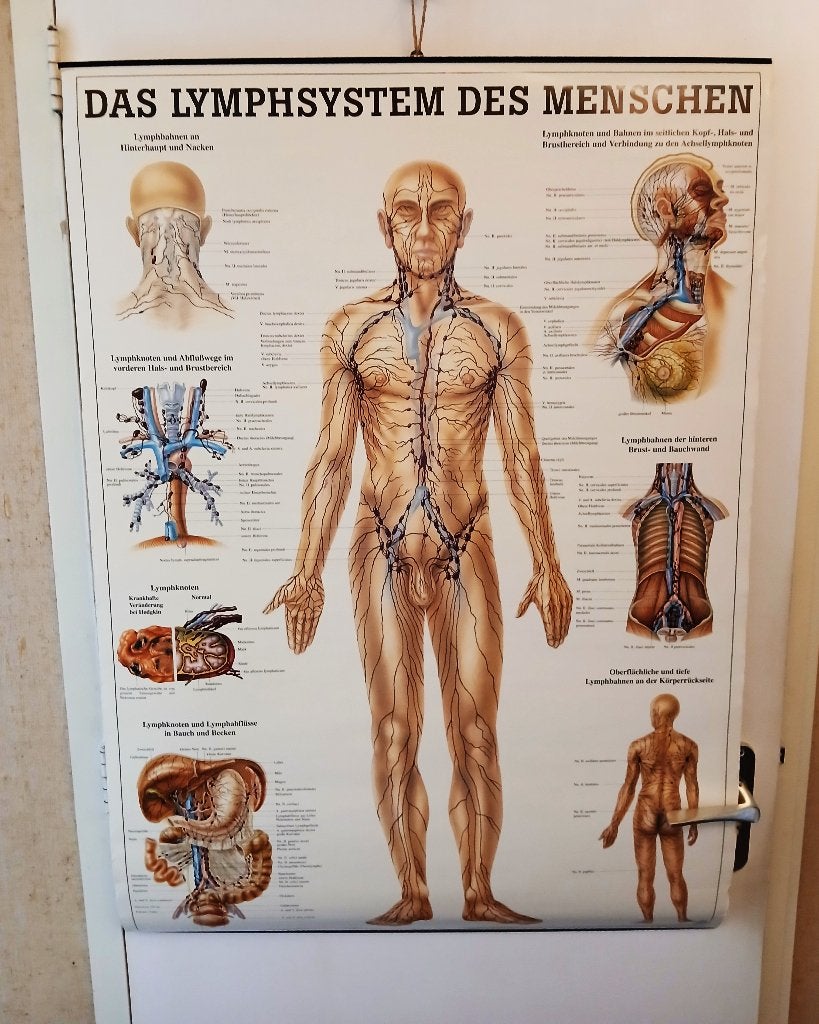 Anatomische poster das lymphsystem des menschen 70 x 100 cm, Antiek en Kunst, Curiosa en Brocante, Ophalen