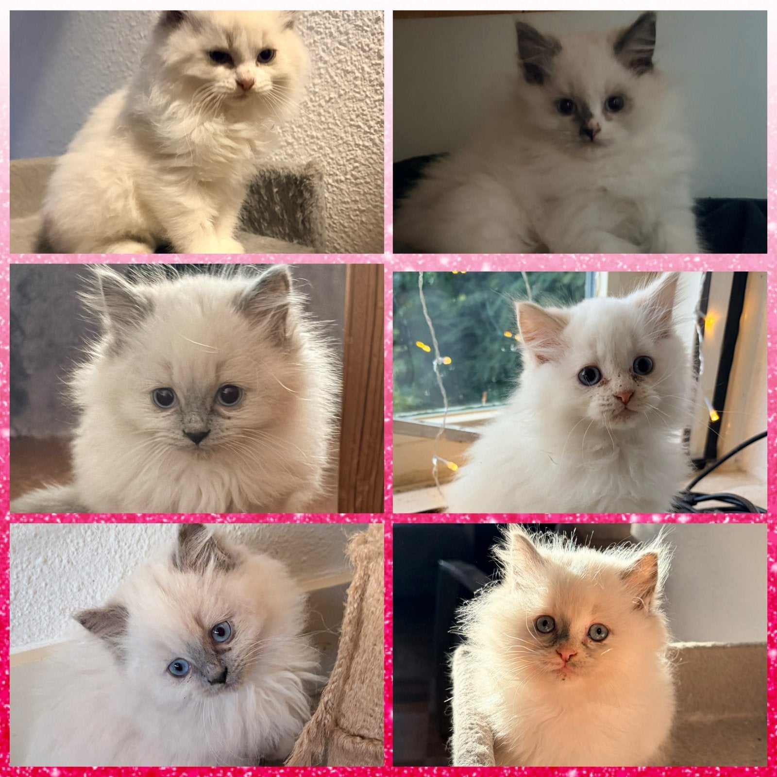Wolkjes Op Vier Pootjes Ragdoll kittens mogen gelijk mee!, Meerdere dieren, Ontwormd, 0 tot 2 jaar