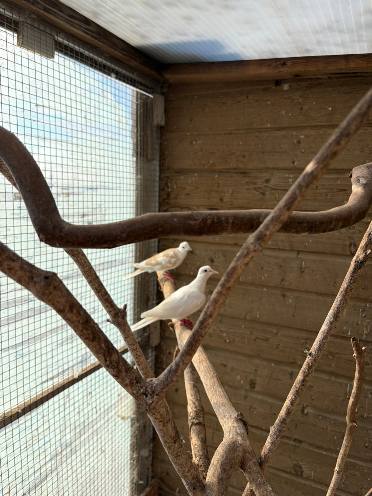 Tortel duifjes roep duifjes, Meerdere dieren