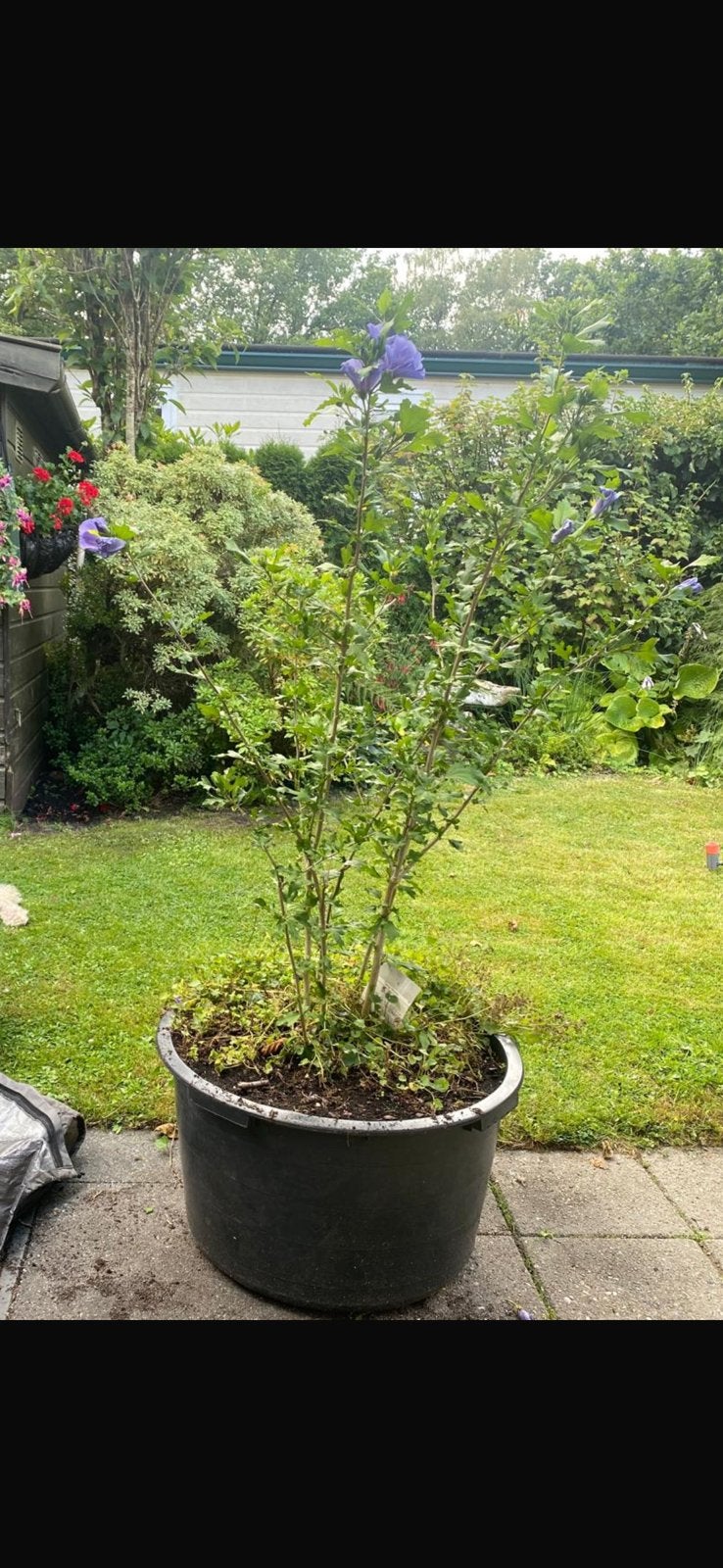 Hybiscis paars grote plant in pot, Tuin en Terras, Overige soorten, Minder dan 100 cm, Ophalen, Volle zon