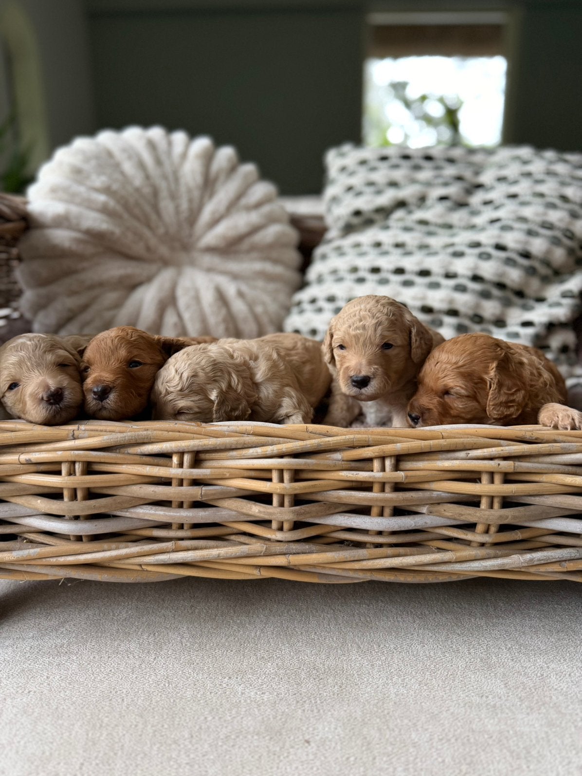 Mini labradoodles, Overige rassen, 8 tot 15 weken, Parvo, Meerdere