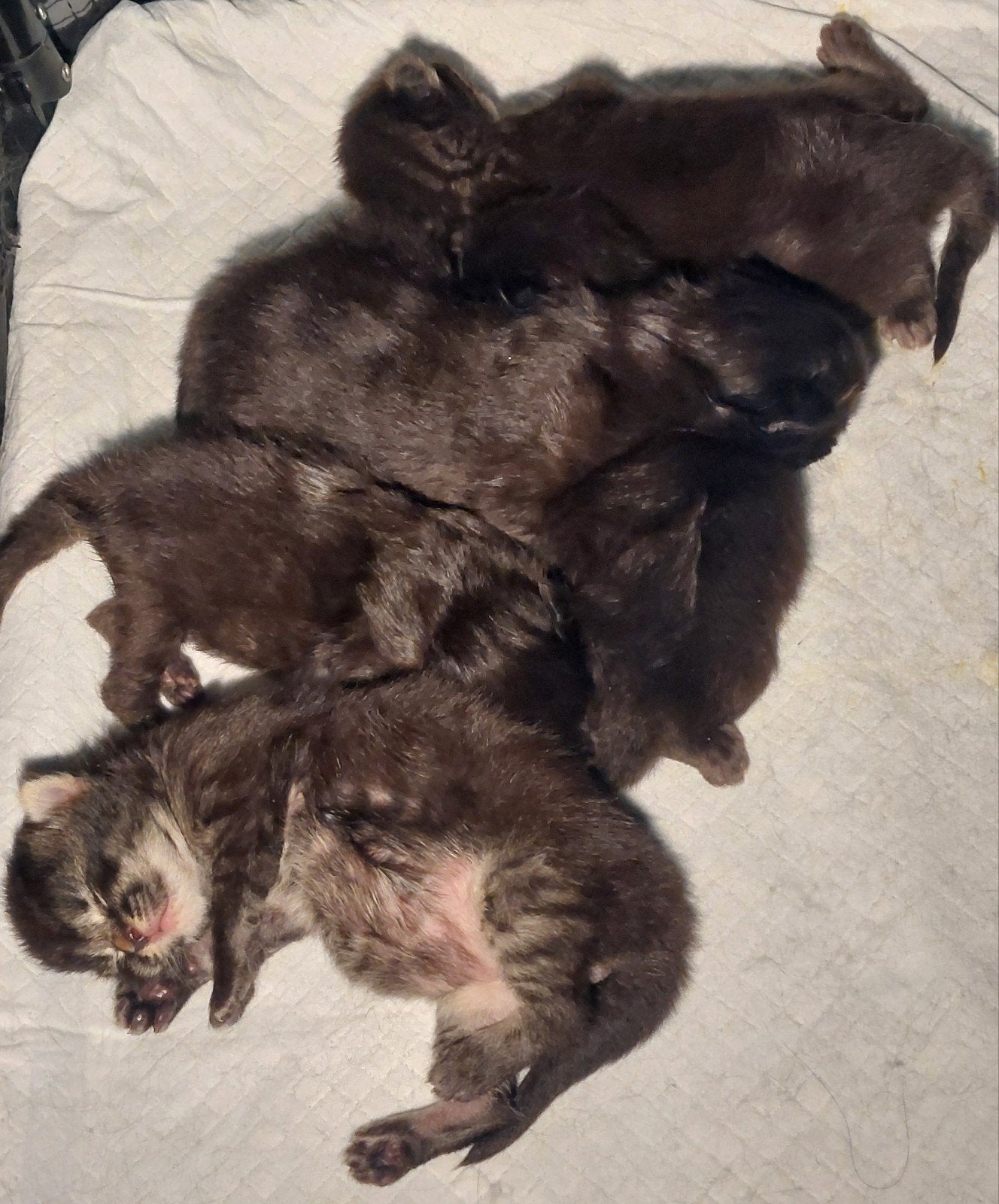 Langhaar Kittens, Maine Coon x Neva Masquerade., Dieren en Toebehoren, Katten en Kittens | Raskatten | Langhaar, Meerdere dieren