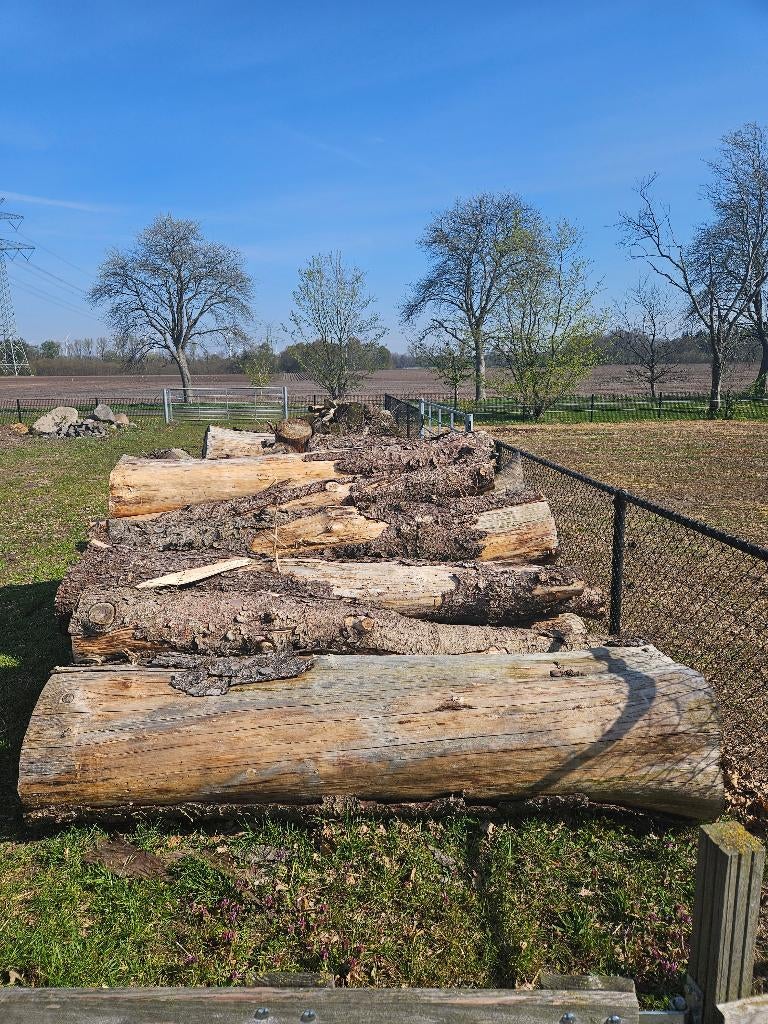 Eik en naaldhout stamhout, Tuin en Terras, Haardhout, Stammen, Eikenhout, 6 m³ of meer, Ophalen