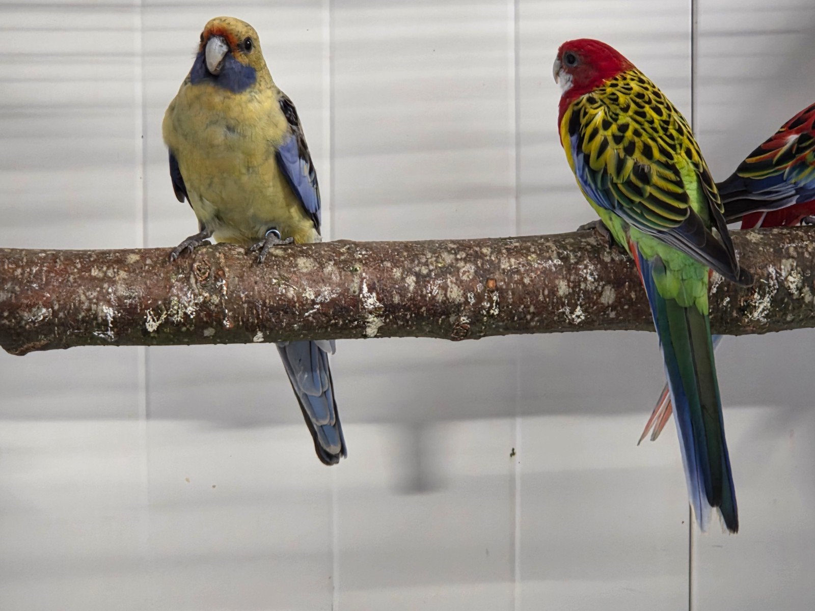 Rosella's, Dieren en Toebehoren, Meerdere dieren, Parkiet