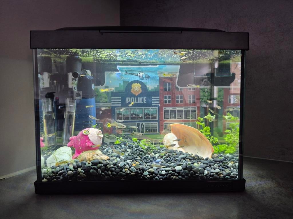 Guppen guppies guppy guppy's vissen man en vrouw babies, Ophalen, Nieuw