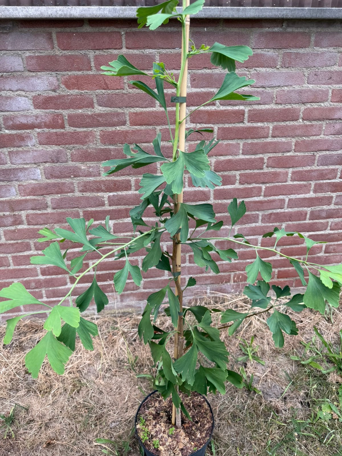 ginkgo biloba - japanse notenboom, Ophalen, 100 tot 250 cm, Overige soorten, Bloeit niet