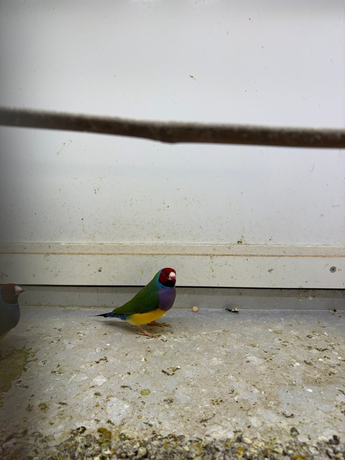 Gouldamadine roodkop mannen, Meerdere dieren, Tropenvogel, Geringd