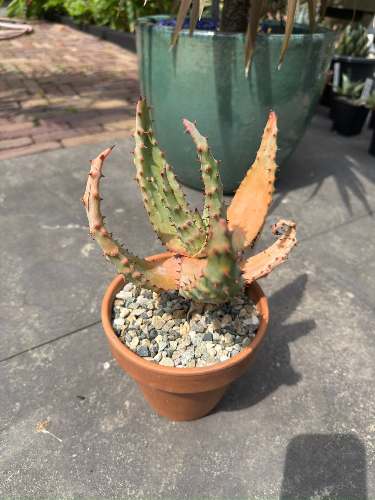 Aloe ferox, Ophalen of Verzenden, Overige soorten, Volle zon