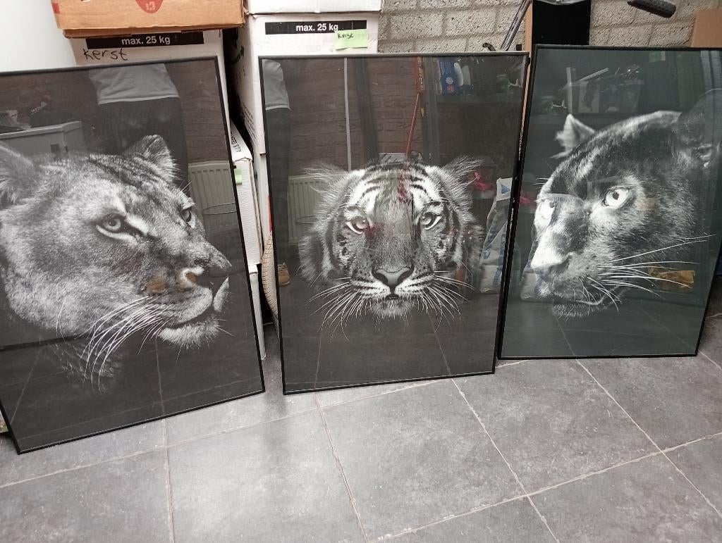 3 grote foto's van een leeuw tijger en panter, Ophalen of Verzenden, Zo goed als nieuw, 50 tot 75 cm, Foto of Poster