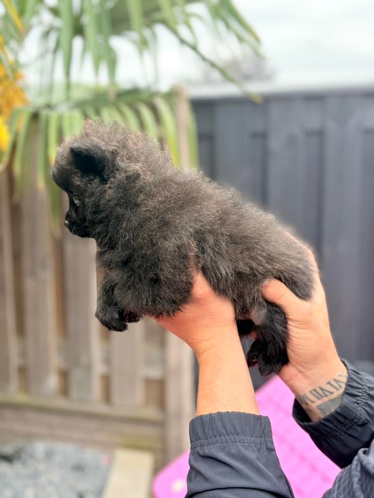 Mini pomeriaan bearface pomerianan, Keeshond, Meerdere, Nederland, Particulier