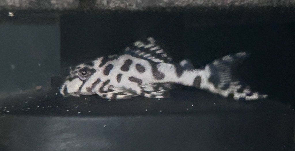 Hypancistrus sp.L236 Super Whites plecos, Dieren en Toebehoren, Vis, Zoetwatervis