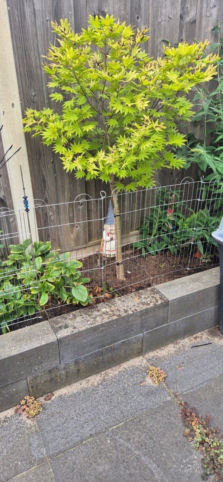 Japanse Esdoorn (Acer Palmatum) - Prachtige Tuinplant, Overige soorten, Vaste plant, Ophalen of Verzenden, Halfschaduw