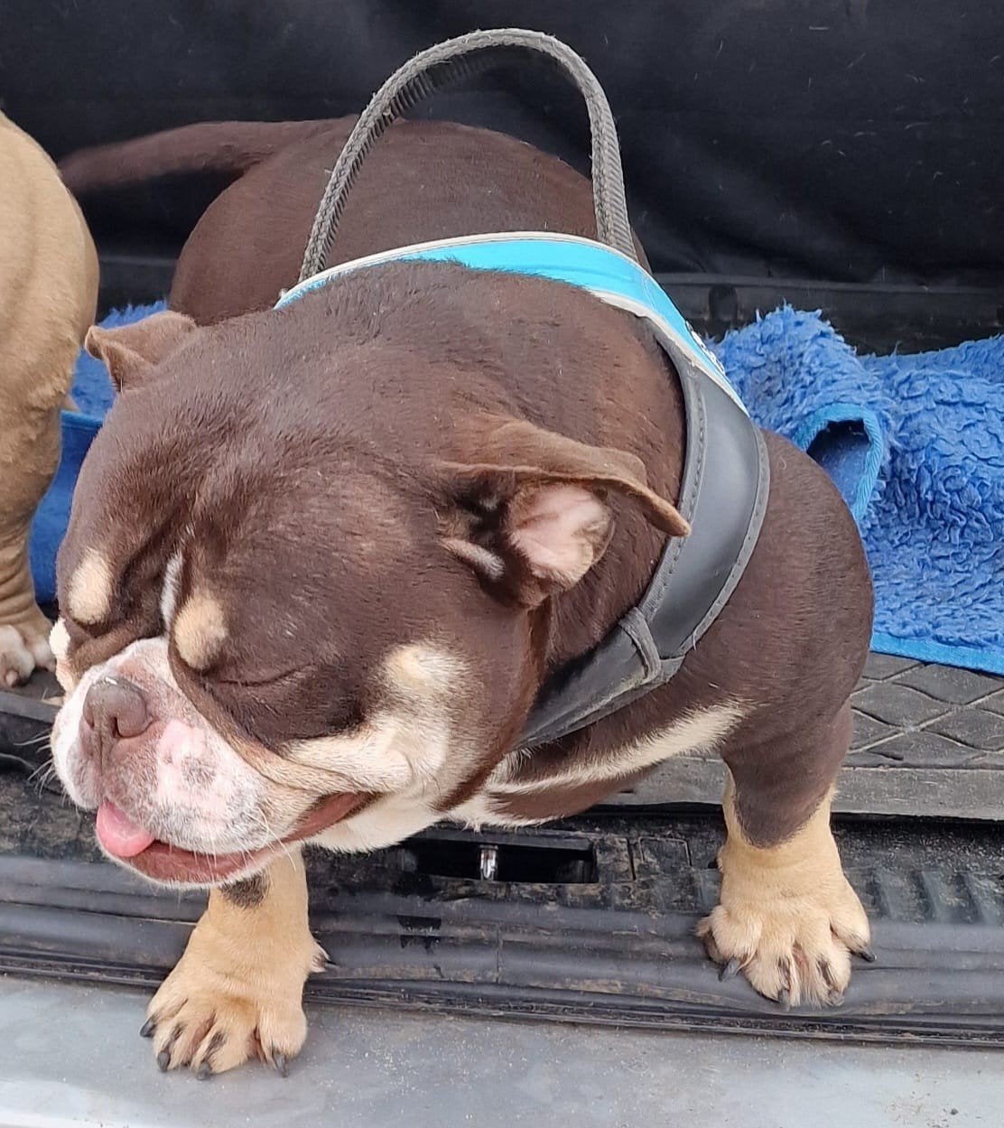 American Bully Micro Teef, Overige rassen, Teef, Parvo, Eén hond