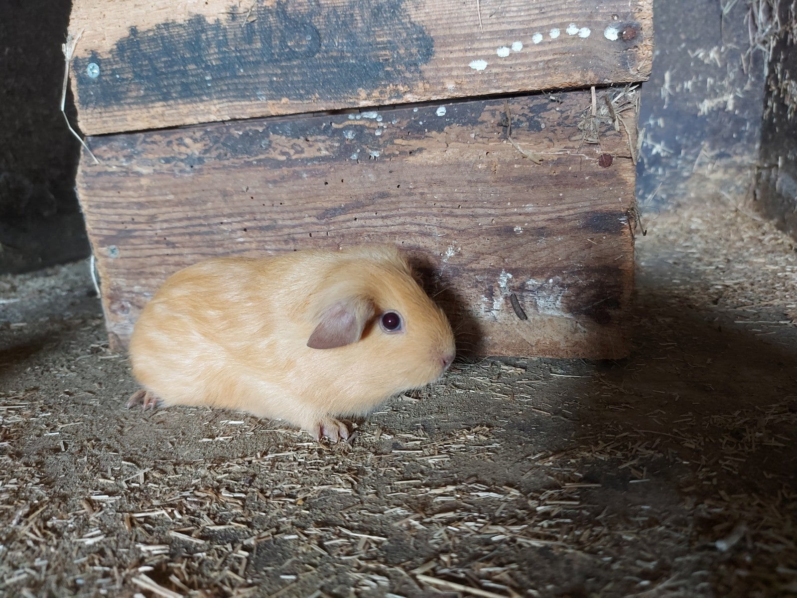 cavia zeugje, Dieren en Toebehoren, Augustus, Vrouwelijk, Cavia