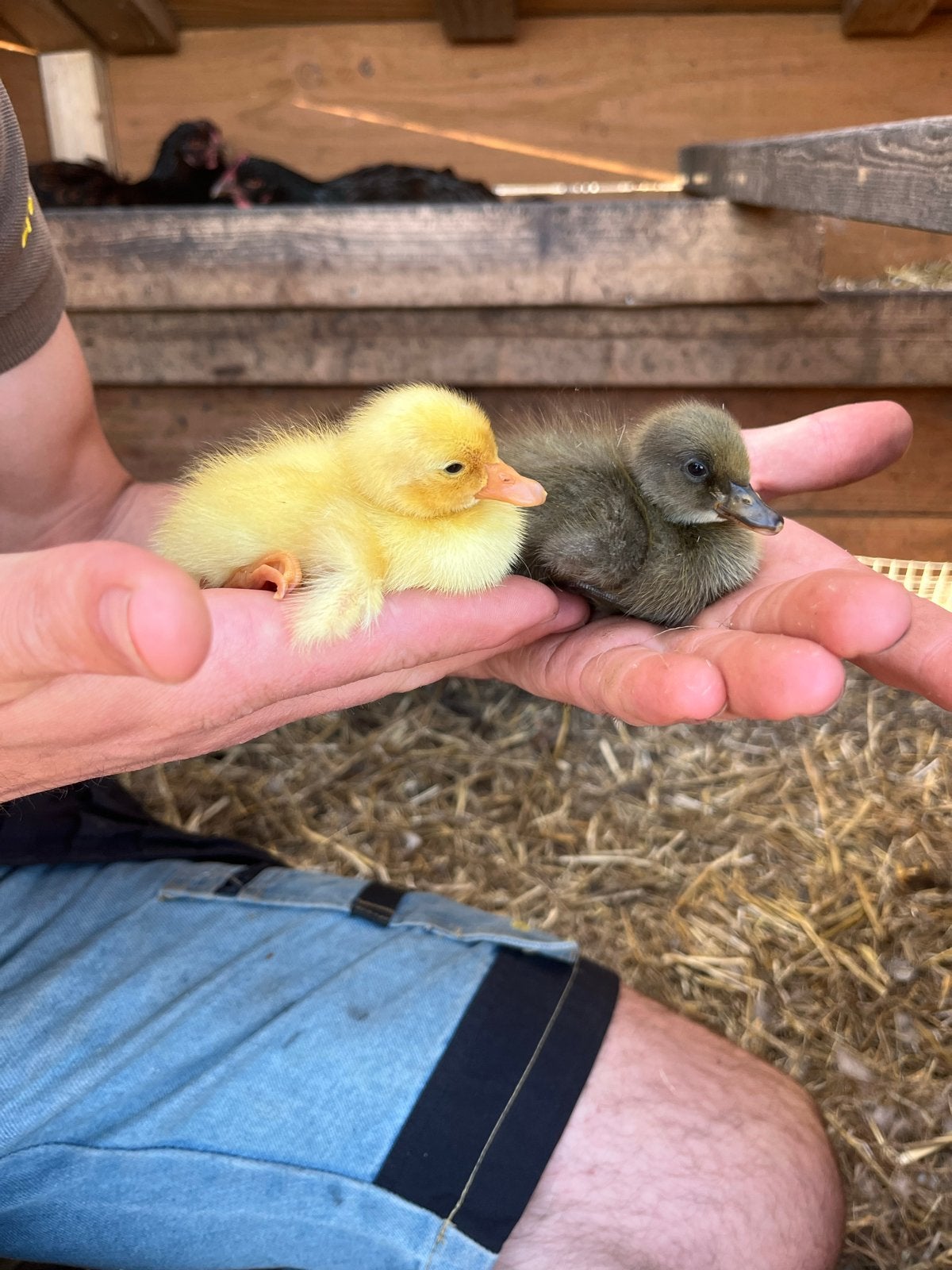 Prachtige loopeenden kuikens/ pulletjes te koop, Dieren en Toebehoren, Pluimvee, Meerdere dieren, Eend