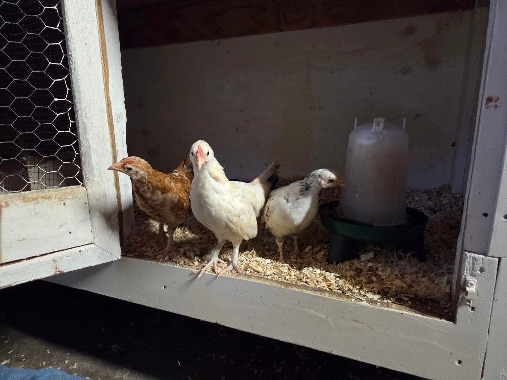 Krielhaantjes te koop, Dieren en Toebehoren, Pluimvee, Mannelijk, Kip