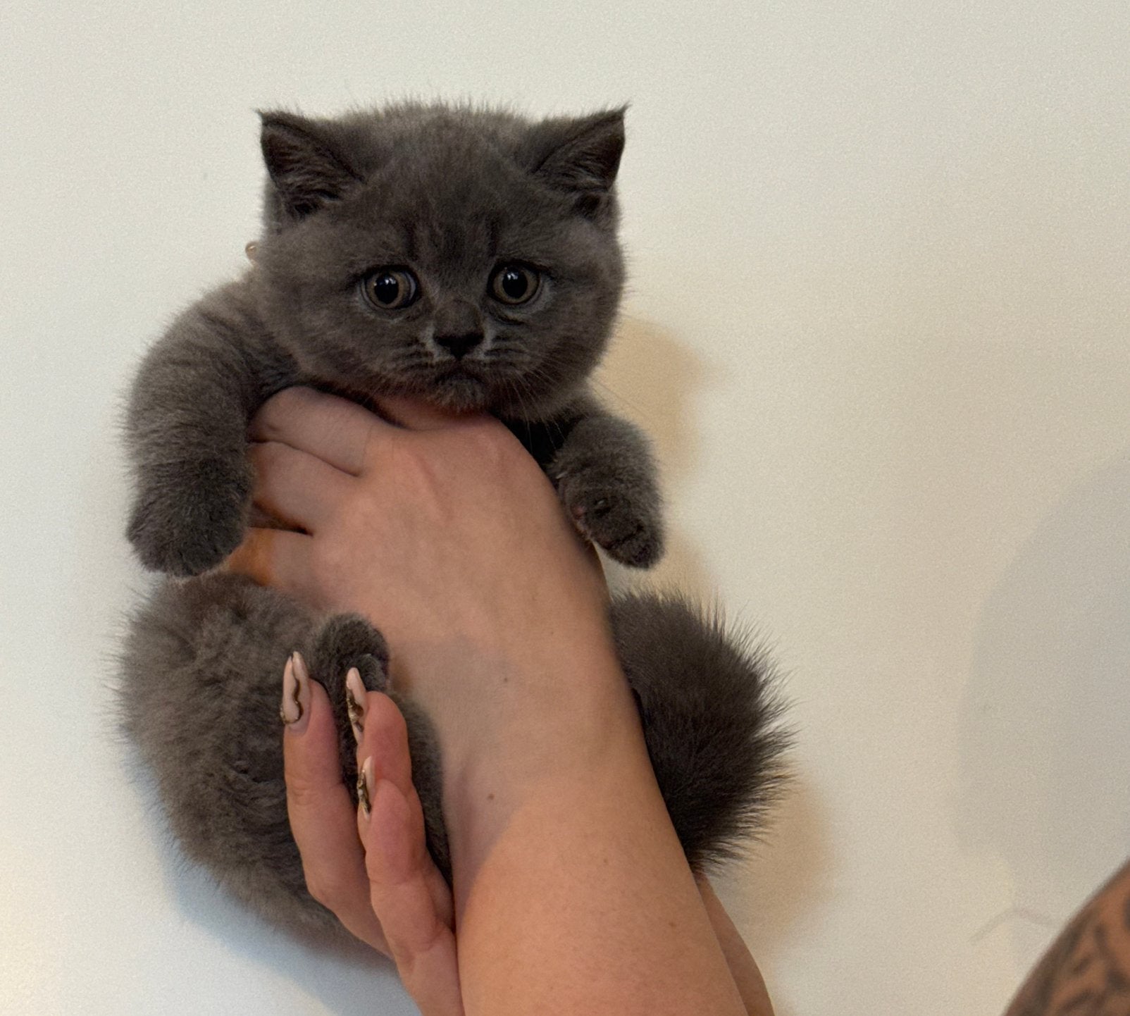 🐾Britse korthaar kittens sociale knuffel beertjes, Meerdere dieren, Gechipt, 0 tot 2 jaar