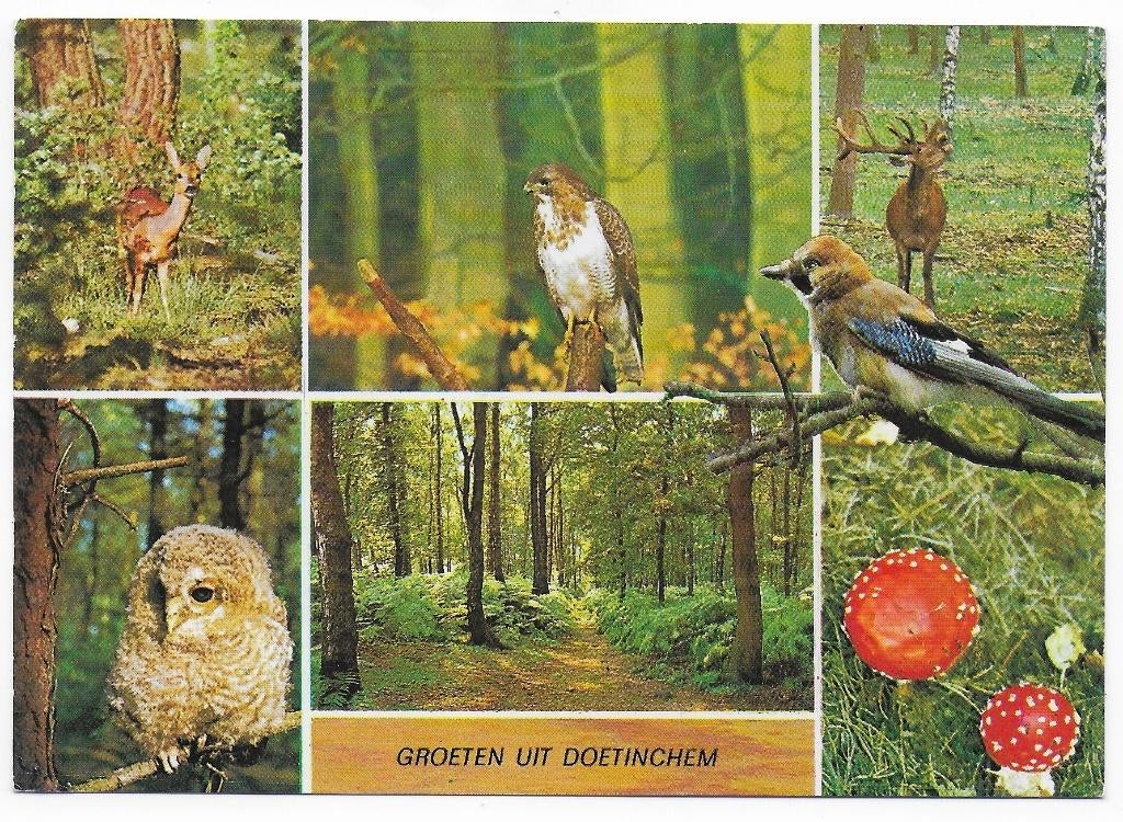 Doetinchem gelopen Ansichtkaart (B2515 ), Verzamelen, Ansichtkaarten | Nederland, Ophalen of Verzenden, 1980 tot heden, Gelopen