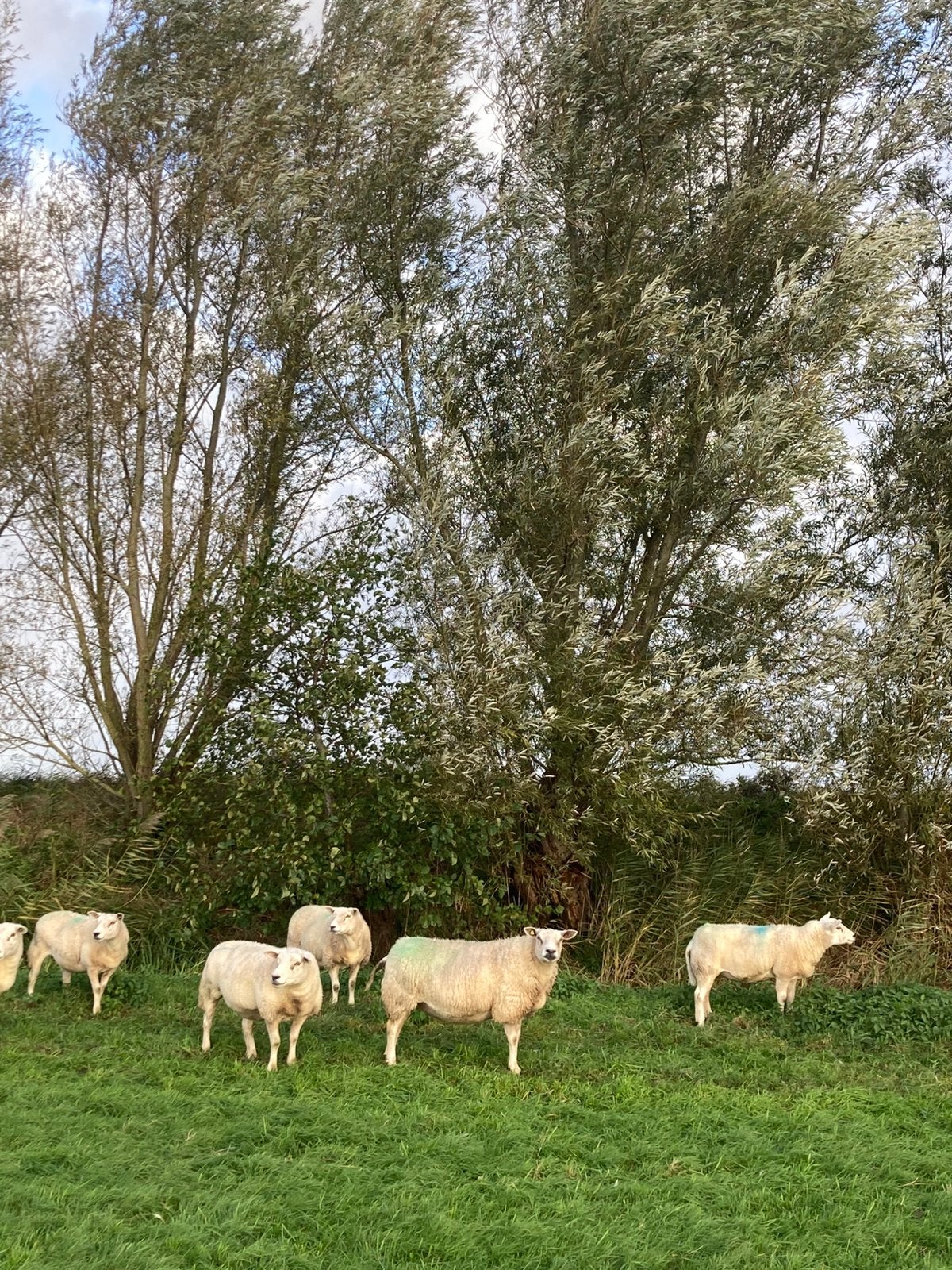 Gratis haardhout, Minder dan 3 m³, Ophalen, Stammen