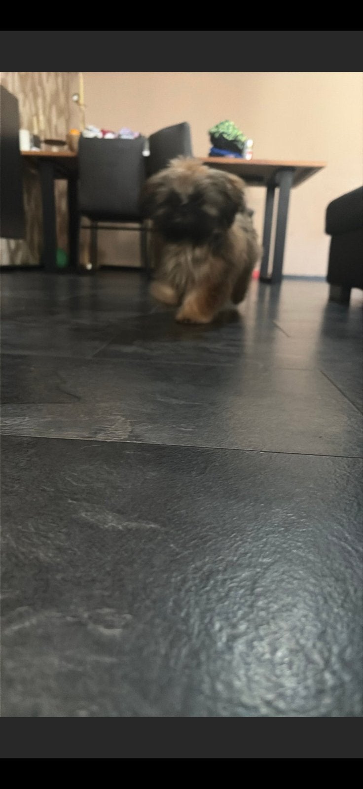 Shih tzu pups te koop!, Overige rassen, 8 tot 15 weken, CDV (hondenziekte), Meerdere