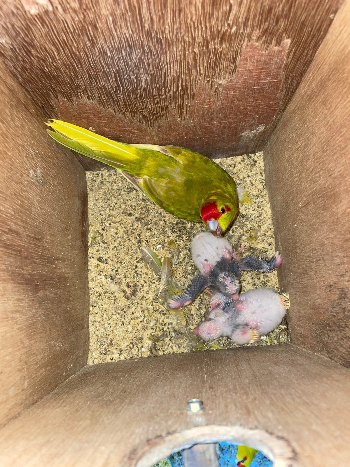 Jonge kakariki’s, Dieren en Toebehoren, Meerdere dieren, Parkiet