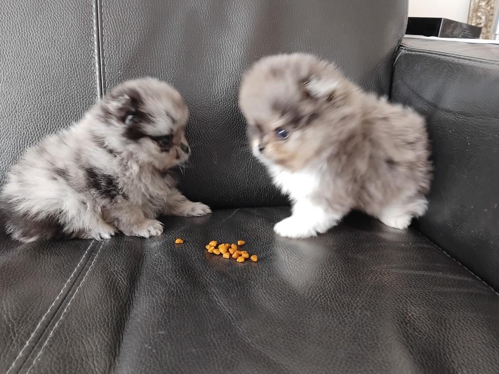 Blue merle en zwarte Pomeranian pups, Parvo, Keeshond, 8 tot 15 weken, Meerdere