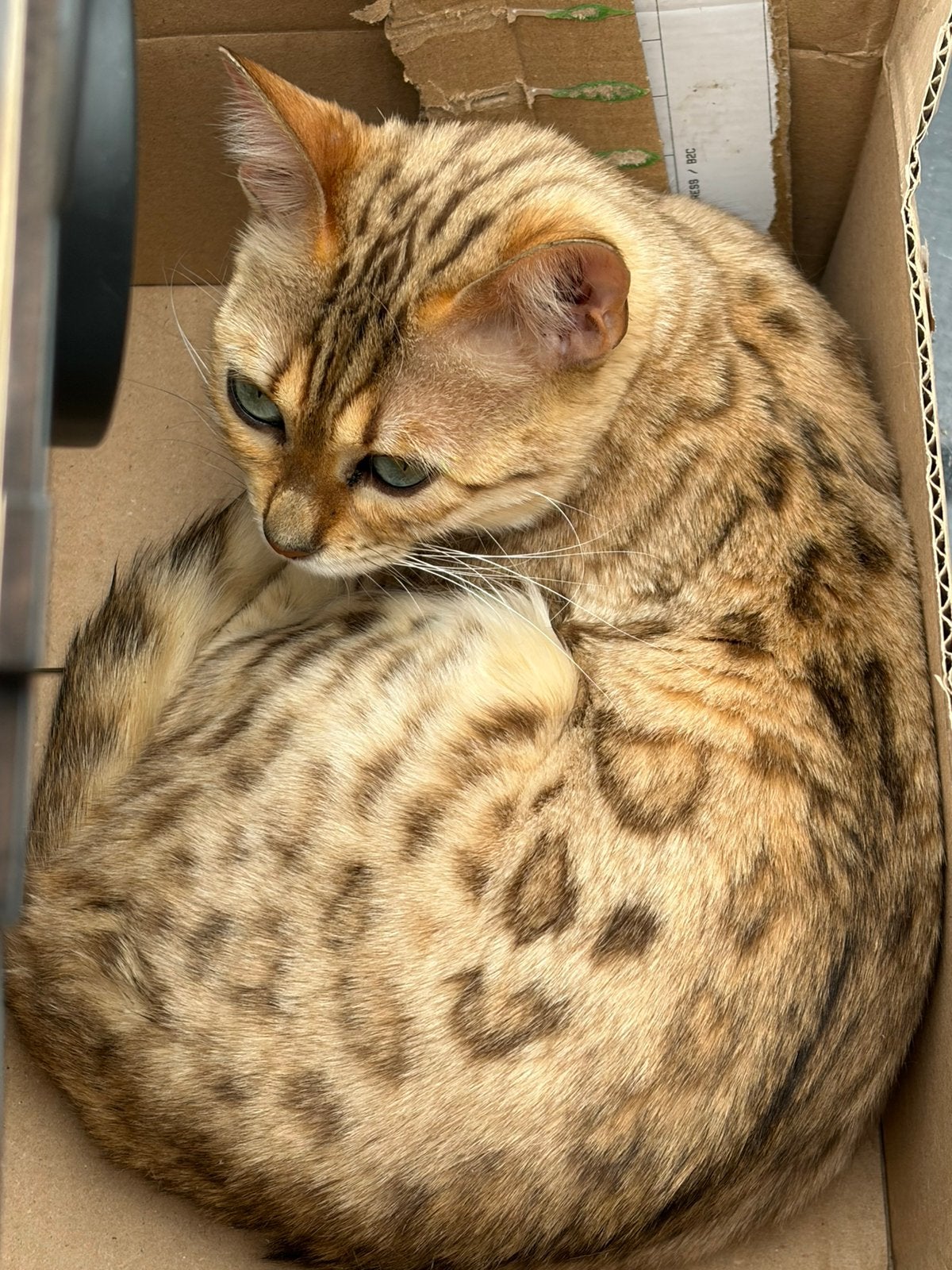 bengaalse poes zoekt rustiger plekje, Poes