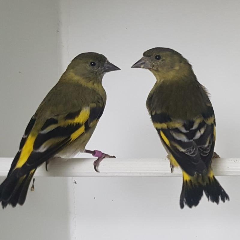 Gezocht : zwartkopsijzen, Dieren en Toebehoren, Vrouwelijk, Geringd