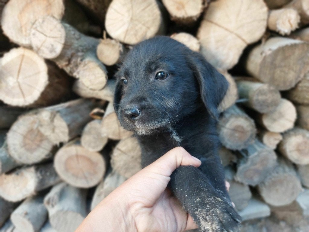PUP,  EDDY EN ZIJN BROERTJES ZOEKEN EEN THUIS, Dieren en Toebehoren, Particulier, 15 weken tot 1 jaar, Buitenland, Meerdere
