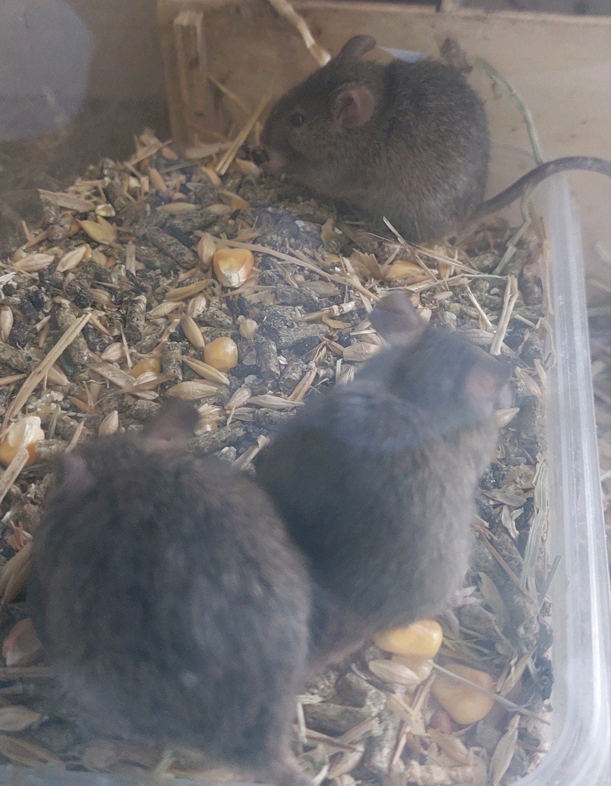 Muizen zwart, wit, bruin en wildkleur, Mei, Meerdere dieren, Muis