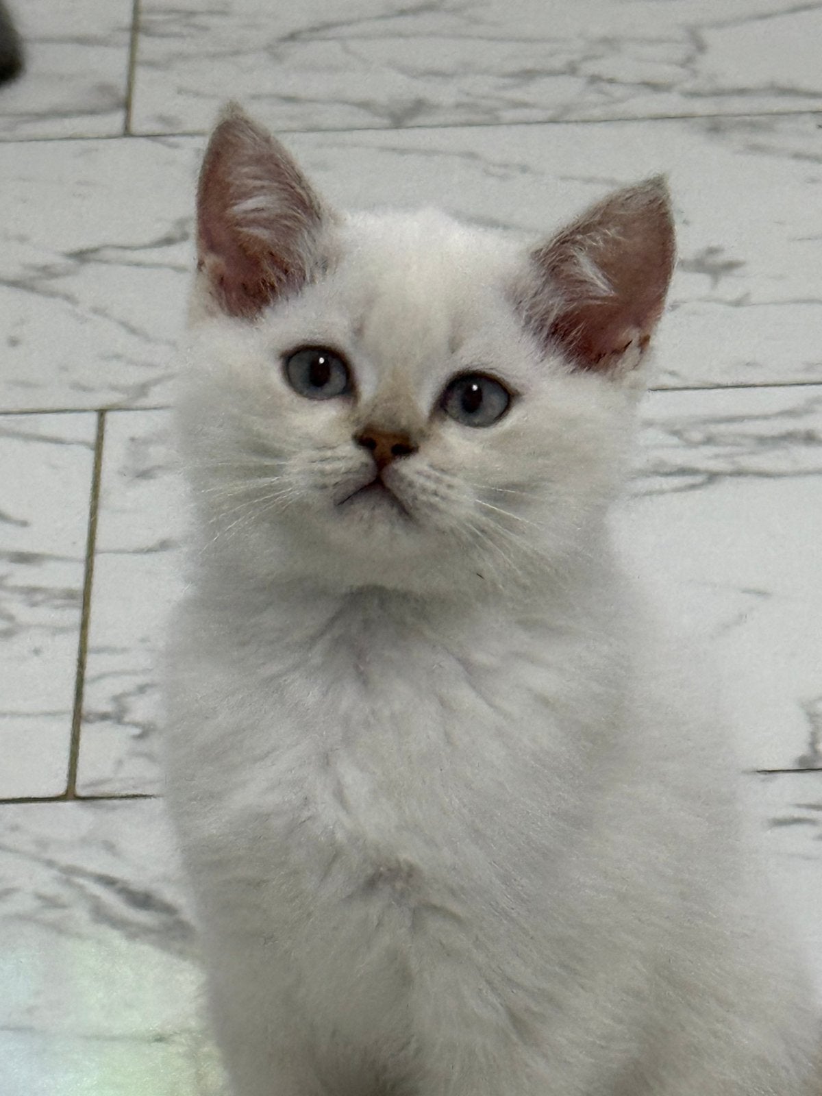 Britse korthaar Bleupoint kitten, Geslacht onbekend, Kortharig