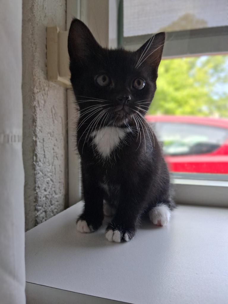 Super lieve kittens, Dieren en Toebehoren, Meerdere dieren, Ontwormd, 0 tot 2 jaar
