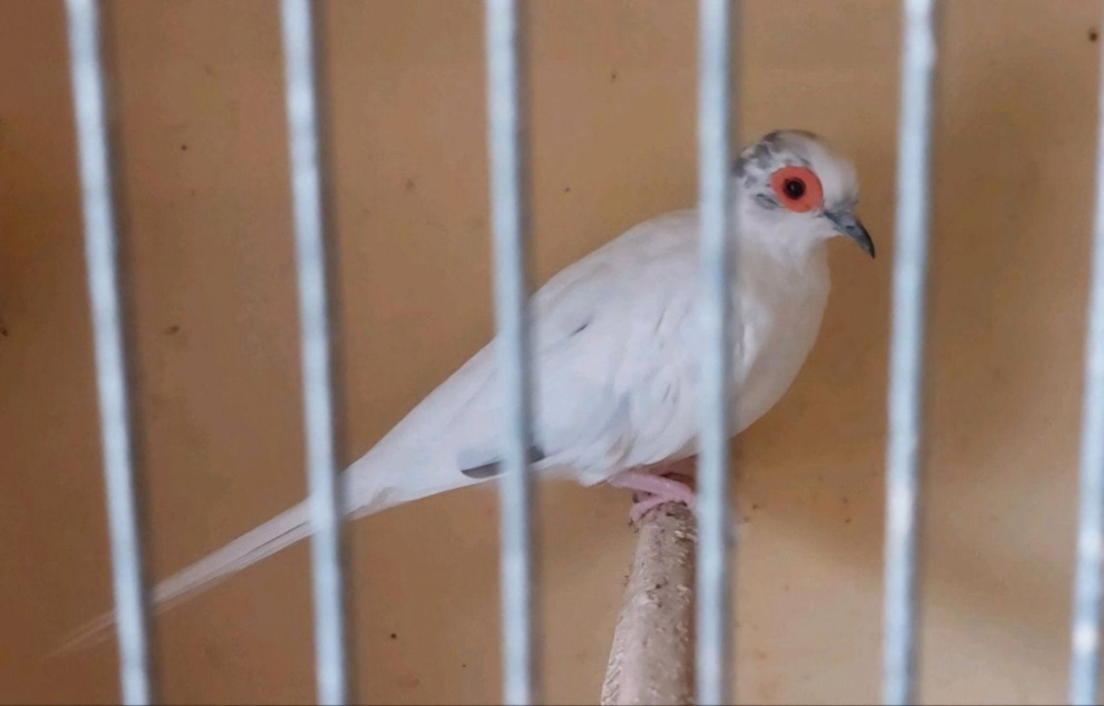 diamantduif, Dieren en Toebehoren, Mannelijk, Tropenvogel