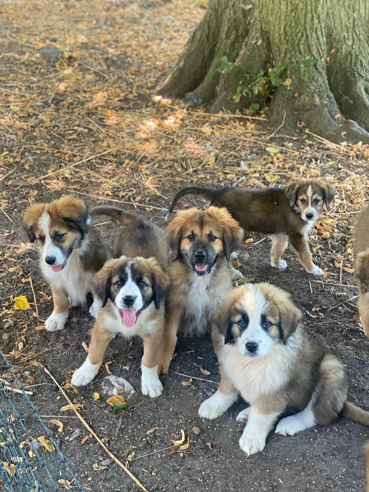 Prachtige pups  Berner Sennen X Tibetaanse Berghond, HCC (leverziekte), 8 tot 15 weken, Groot, Meerdere