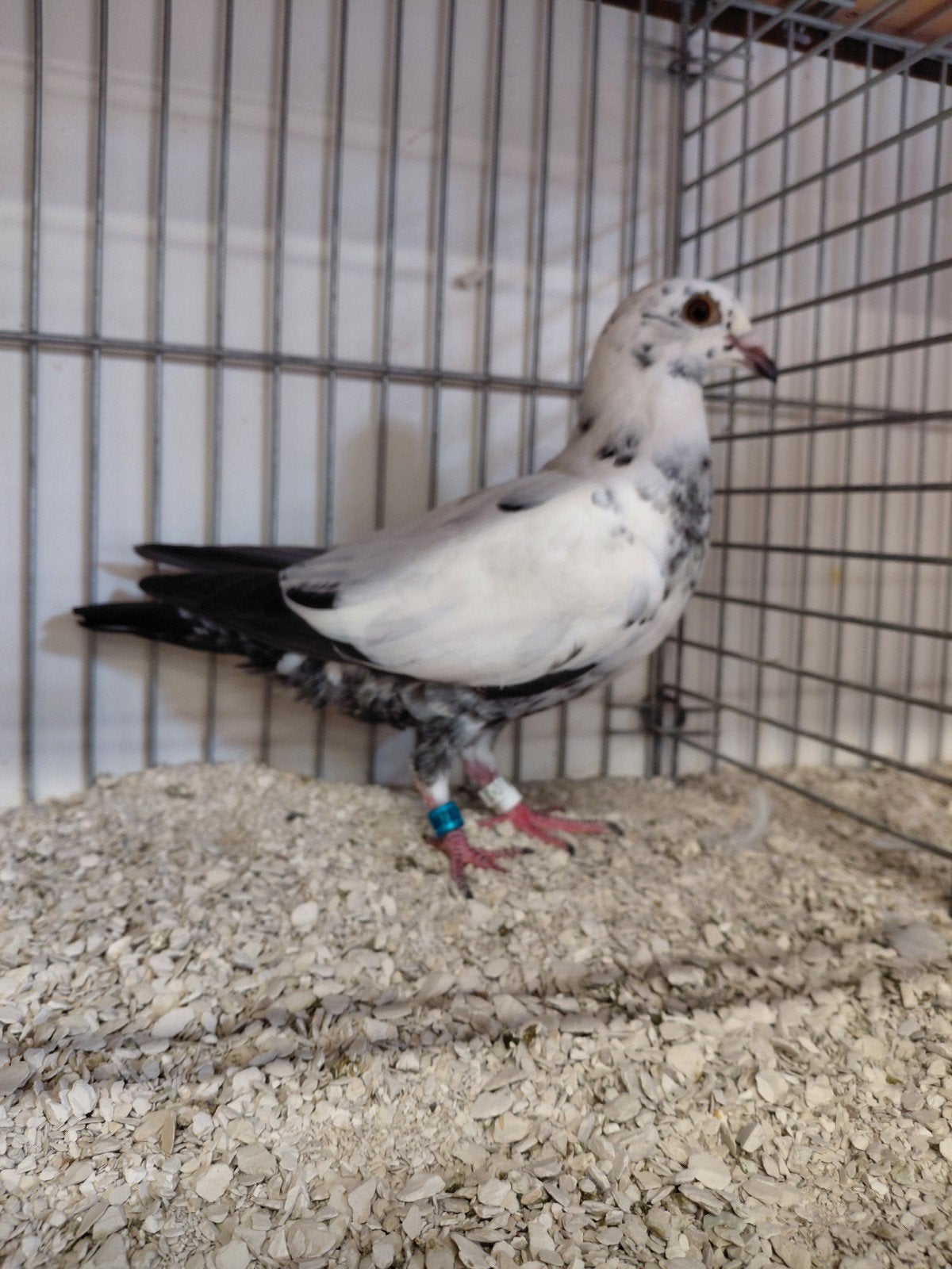 Postduiven scherens vangramberen, Dieren en Toebehoren, Vogels | Duiven, Meerdere dieren, Postduif