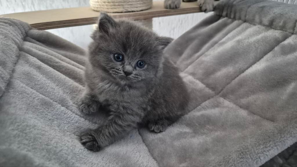Ragdoll x brit kitten nog 1 katertje, Meerdere dieren