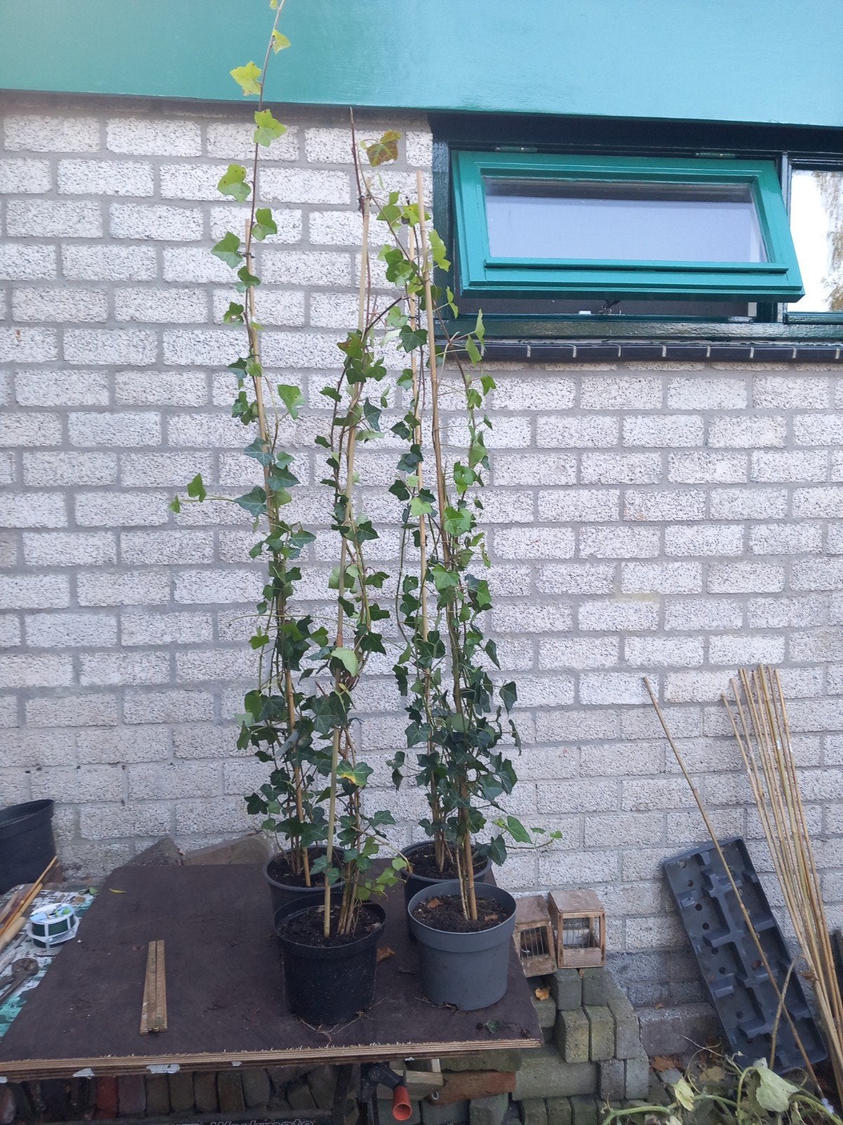 Hedera, Ophalen, Bloeit niet, Klimplanten, Halfschaduw