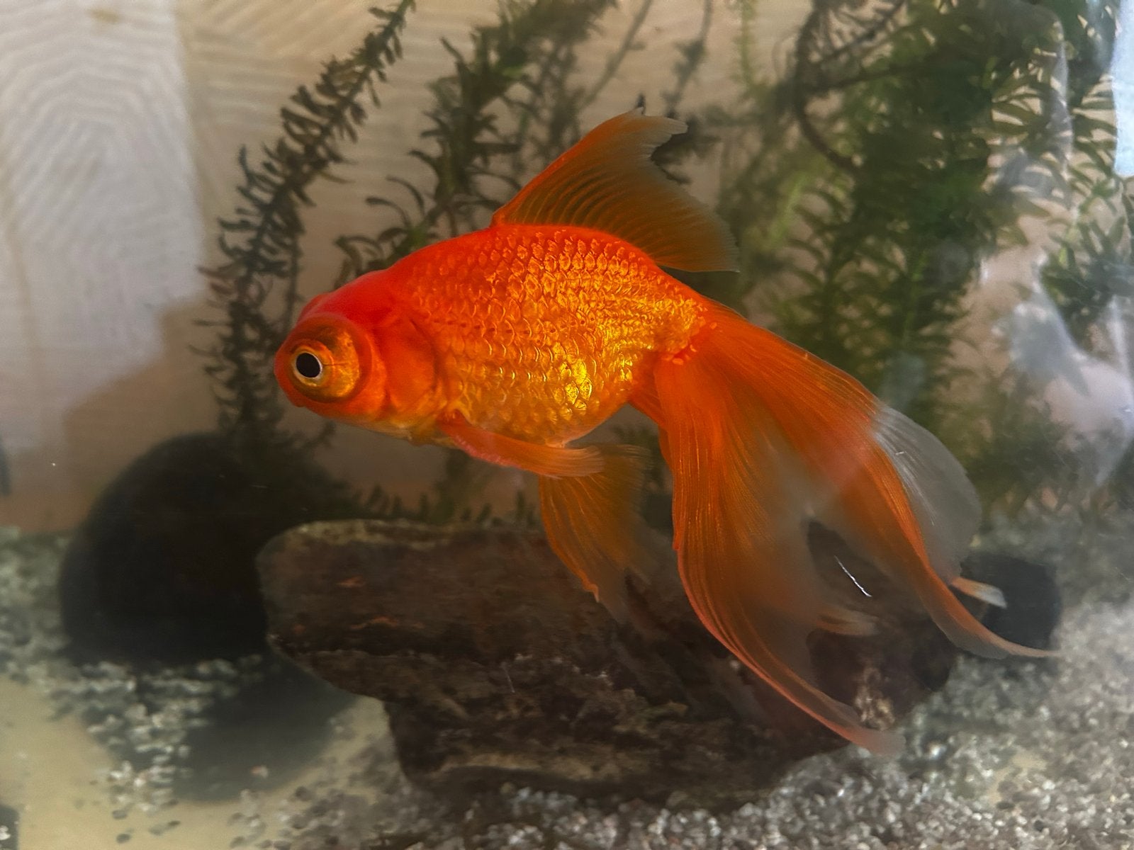 Sluierstaart, Dieren en Toebehoren, Vissen | Aquariumvissen, Vis