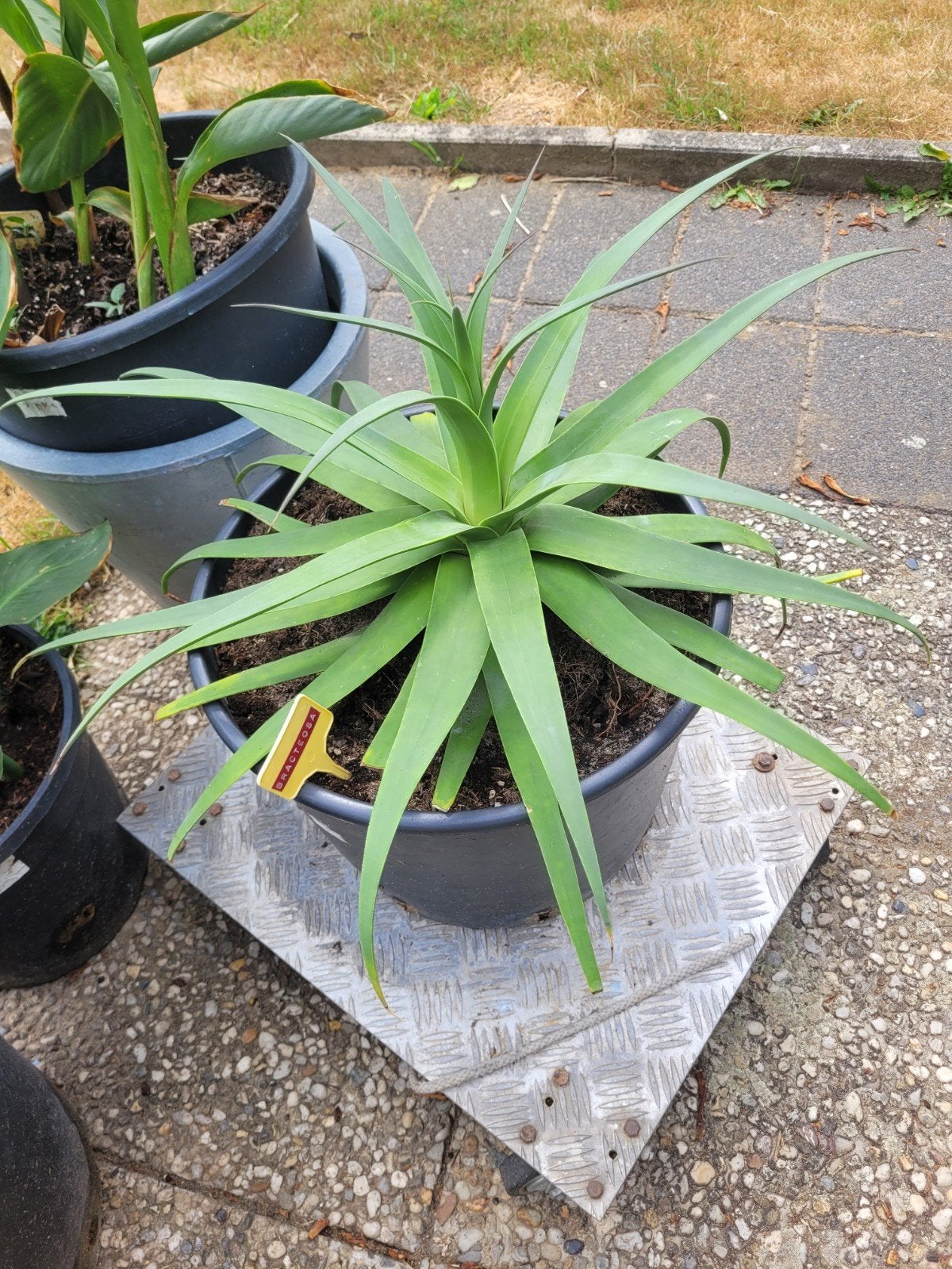 agave Brakteose, Tuin en Terras, Planten | Tuinplanten, Ophalen, Bloeit niet, Overige soorten, Volle zon